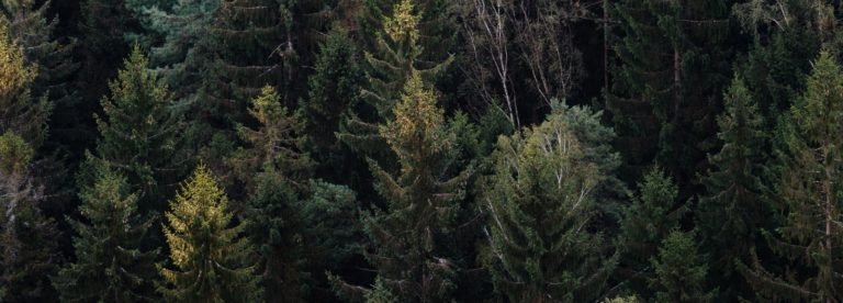 forest