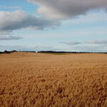 wide-open countryside