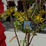 FireSmart BC Plant Program