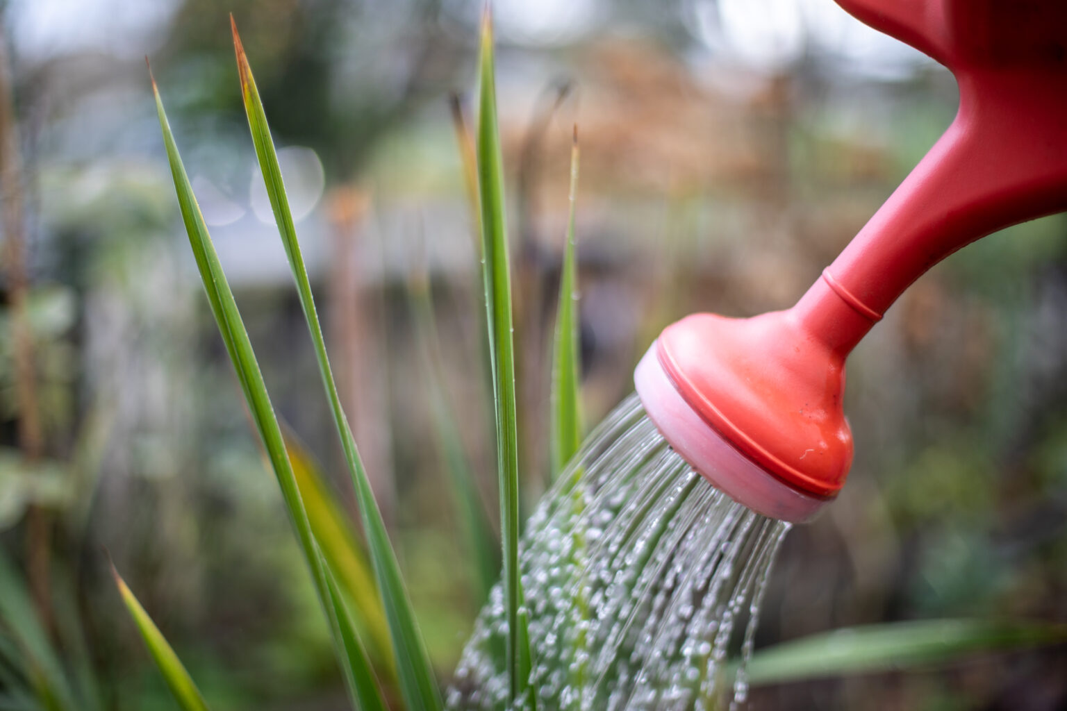 person using watering cane to water plants