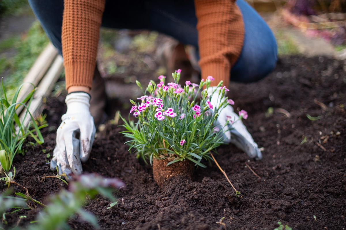 woman planting a small potted plant into a garden bed of soil