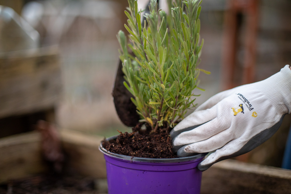 picture of a potted plant