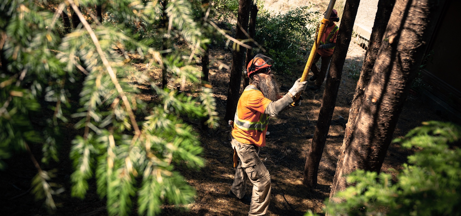 Person trimming branches in a forest, wearing a safety vest and hard hat.