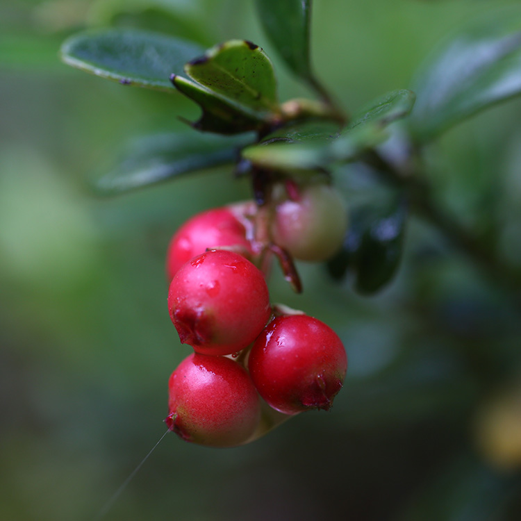 Bear berry