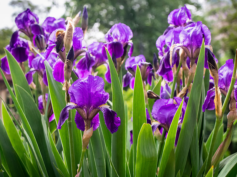 Close-up of purple iris flowers in bloom.