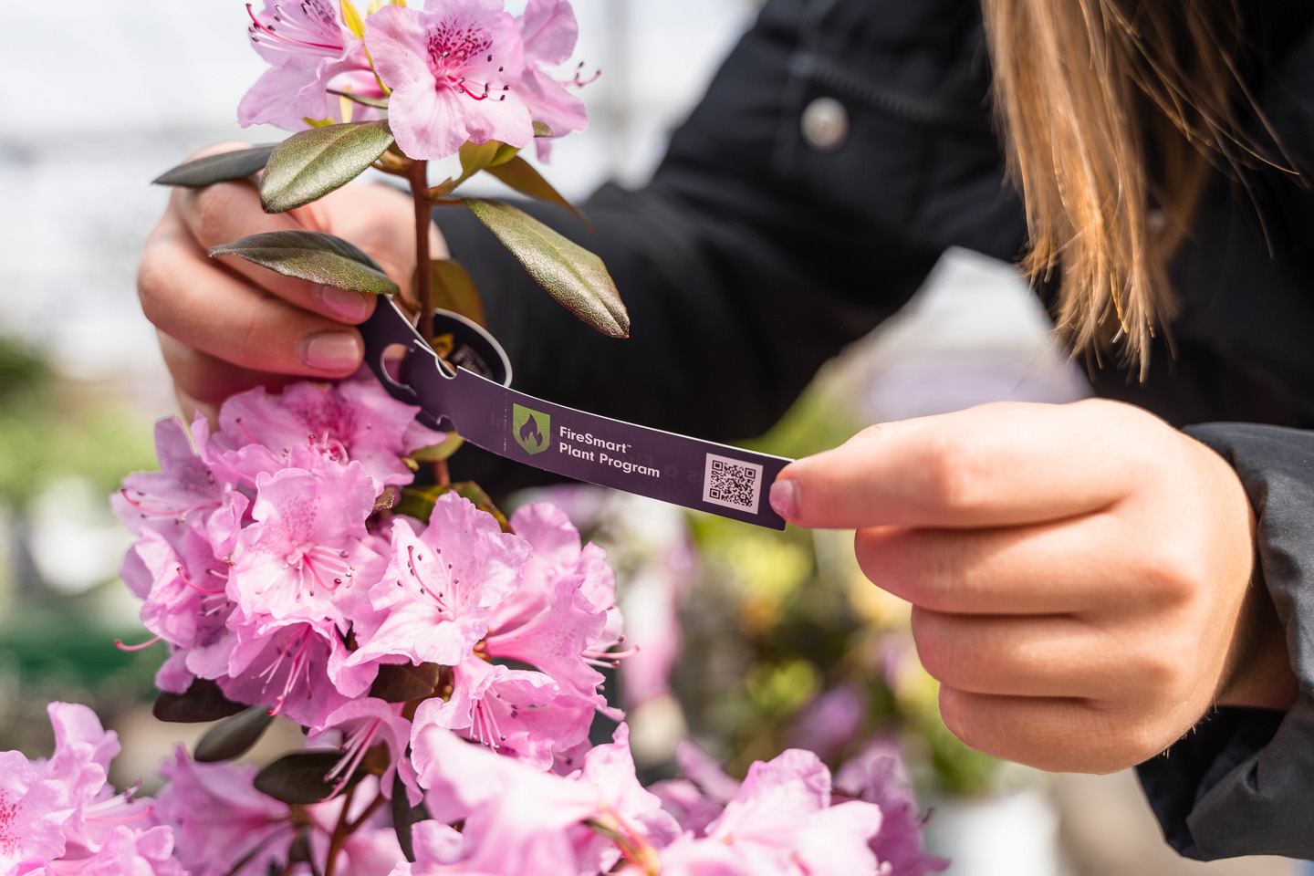 A person is holding a pink flowering plant with a FireSmart Plant Program tag.