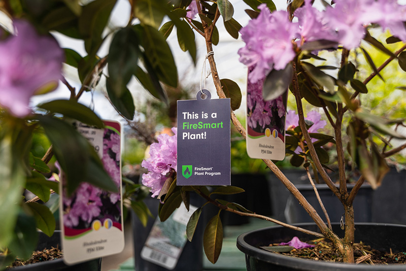 A potted plant with a tag that reads "This is a FireSmart Plant!" and blooming purple flowers.