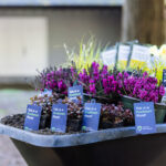 A display of potted plants with tags that read "This is a FireSmart Plant!" in a garden setting.