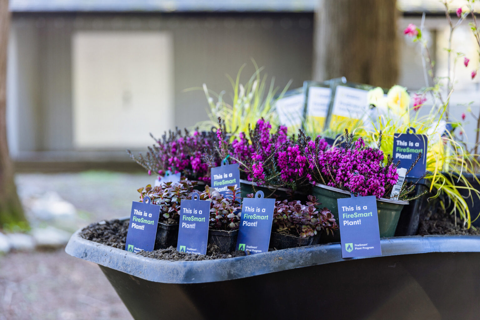 A display of potted plants with tags that read "This is a FireSmart Plant!" in a garden setting.