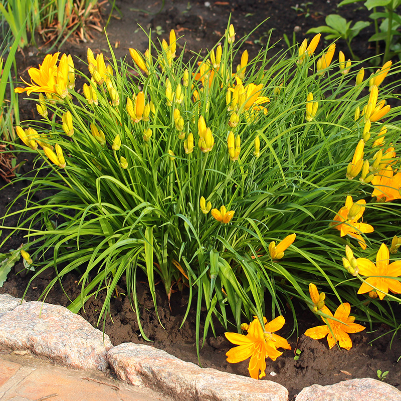 yellow flowers