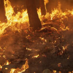 West Kelowna Fire