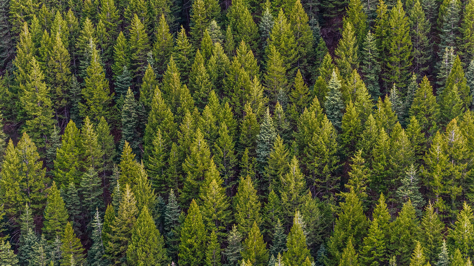 A forest