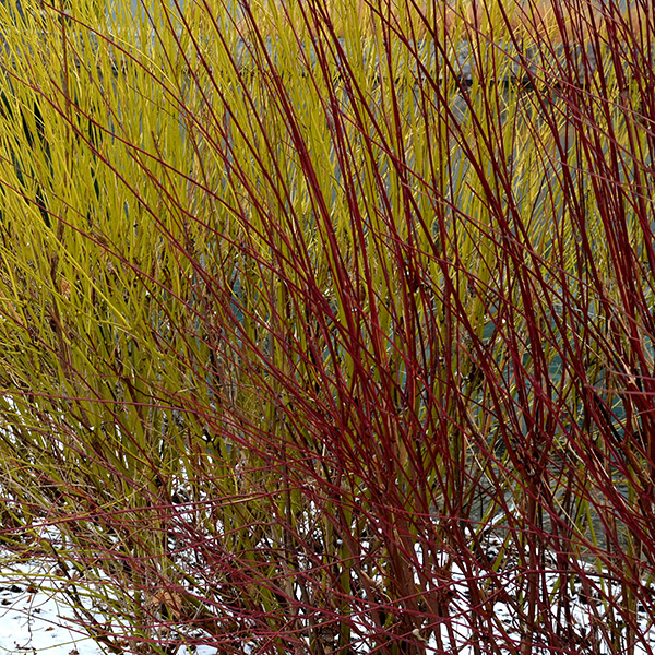 Yellow Twig Dogwood