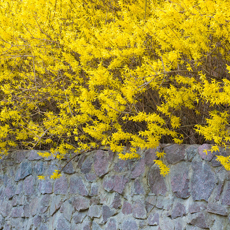 A yellow forsythia plant