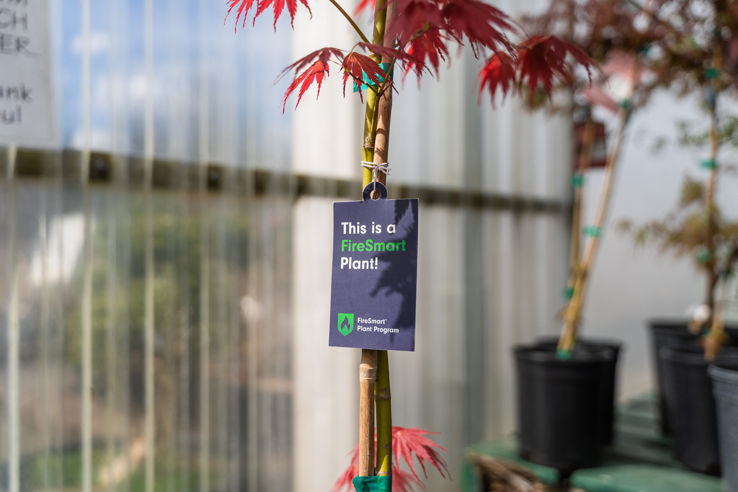 Plant with a FireSmart Plant Program label