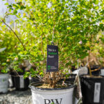 Plant with a FireSmart Plant tag