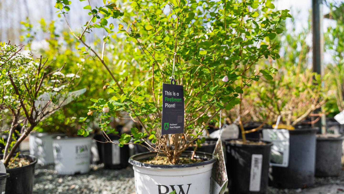 Plant with a FireSmart Plant tag