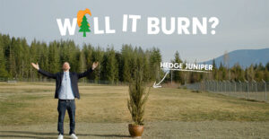 Man beside a juniper asking "Will it burn?"