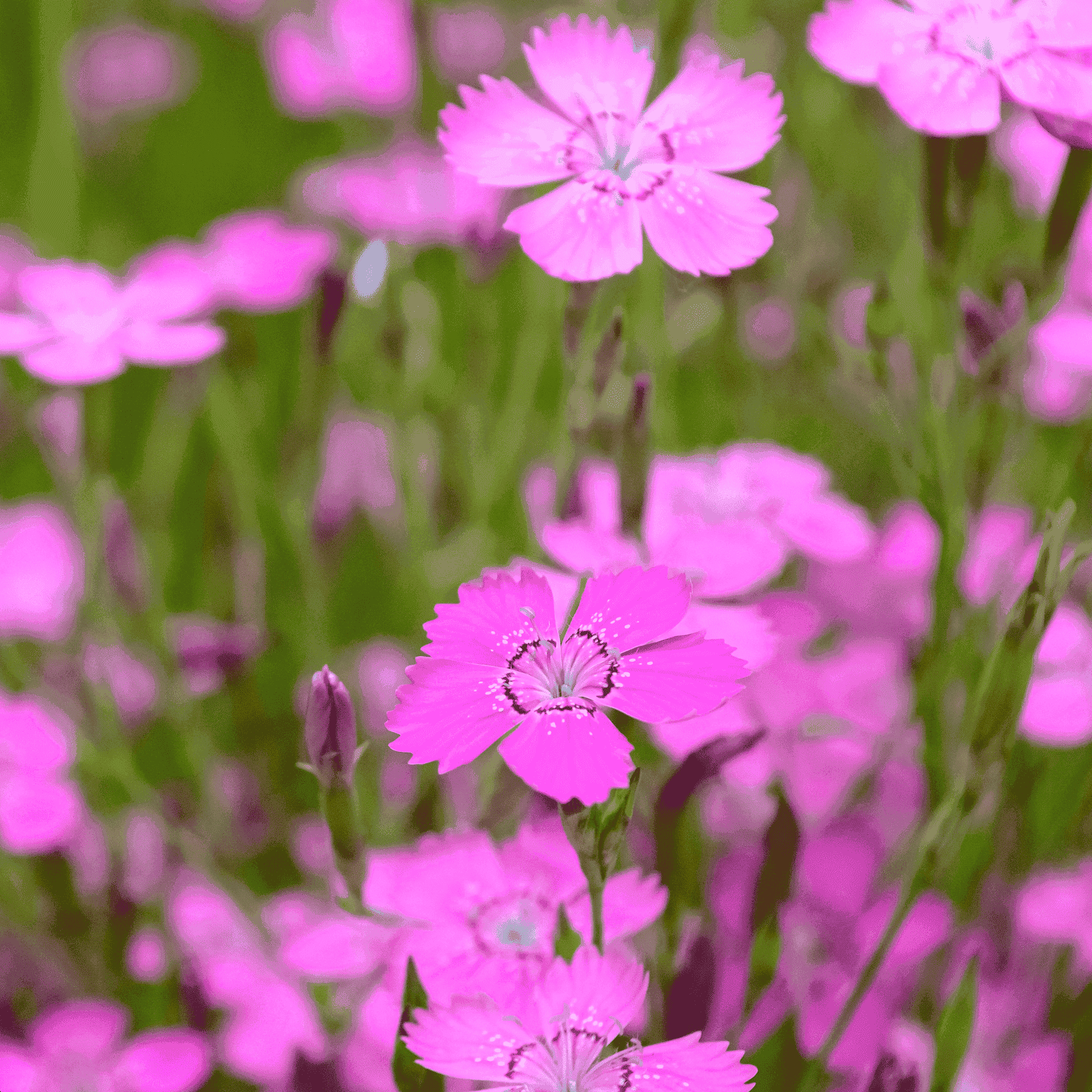 Maiden Pinks | FireSmart BC