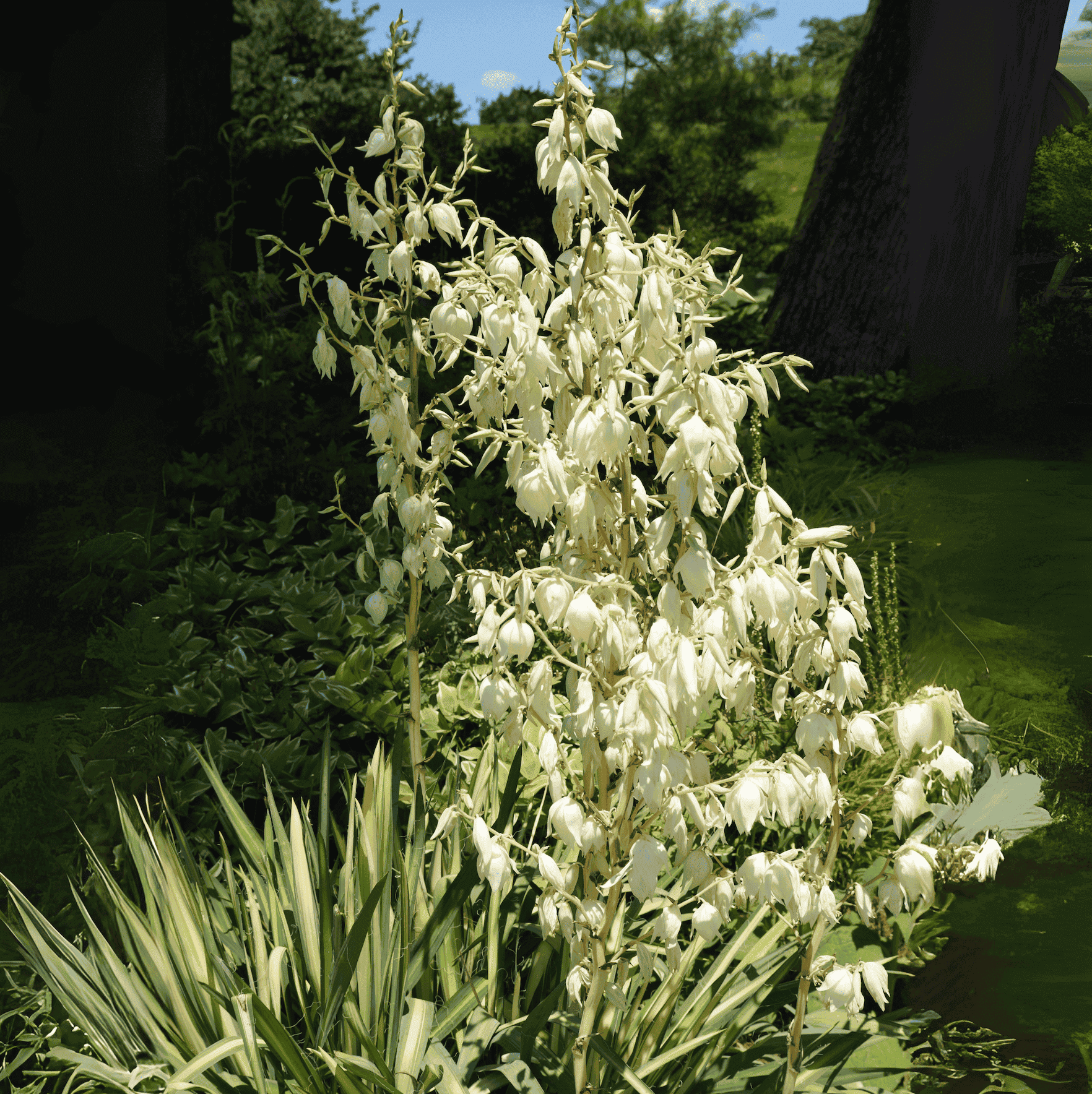 Color Guard Yucca (Adam's Needle) | FireSmart BC