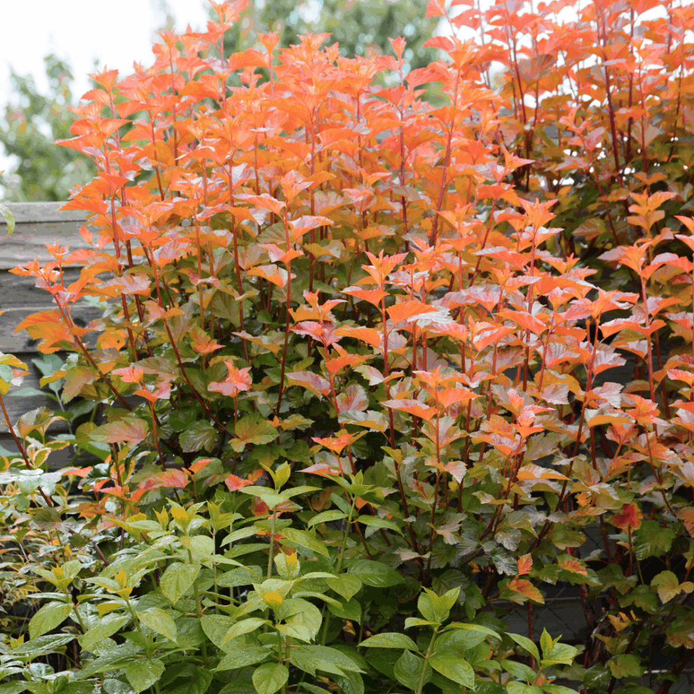 Photo of Amber Jubilee Ninebark plant