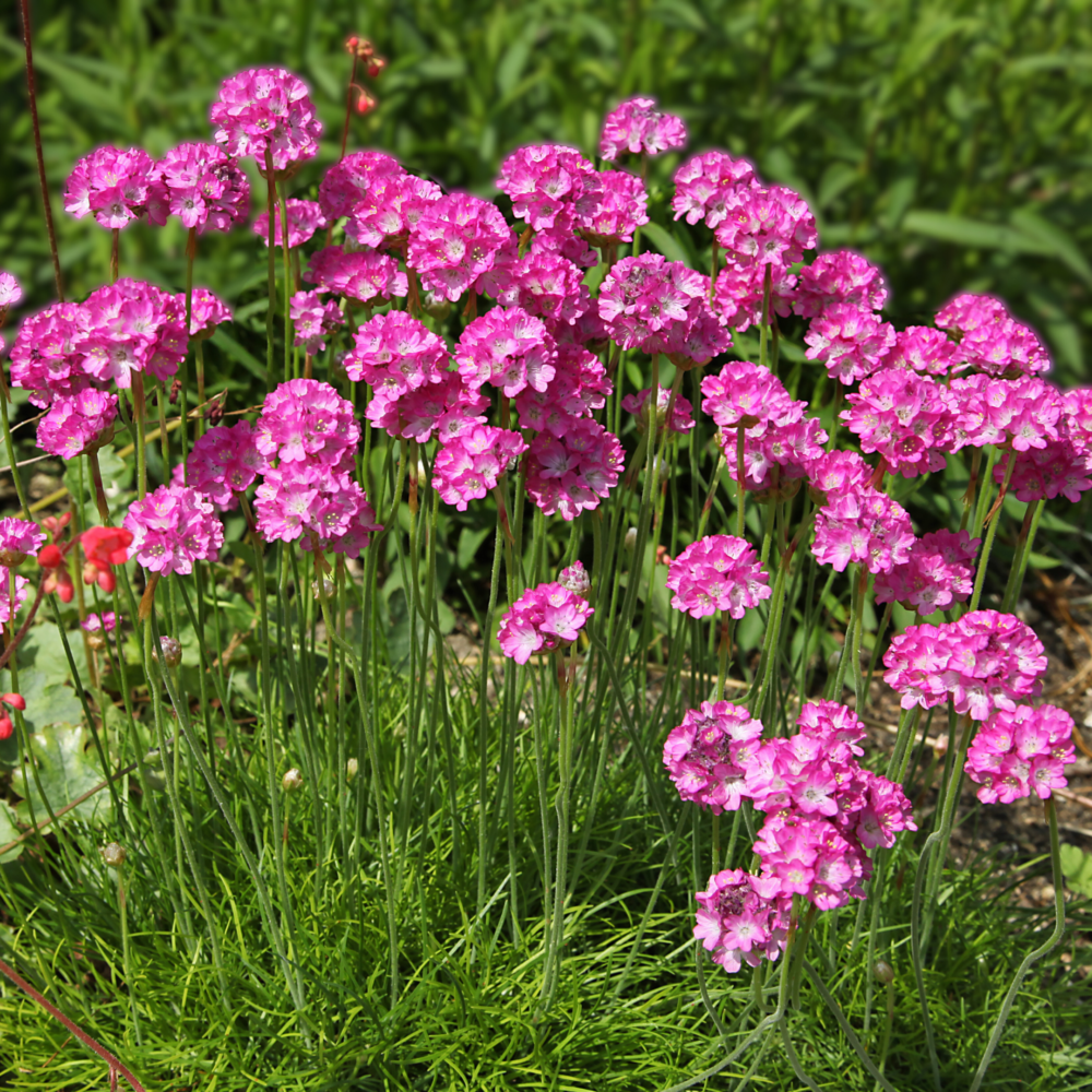 Photo of a group of Sea Thrift (Armeria maritima).