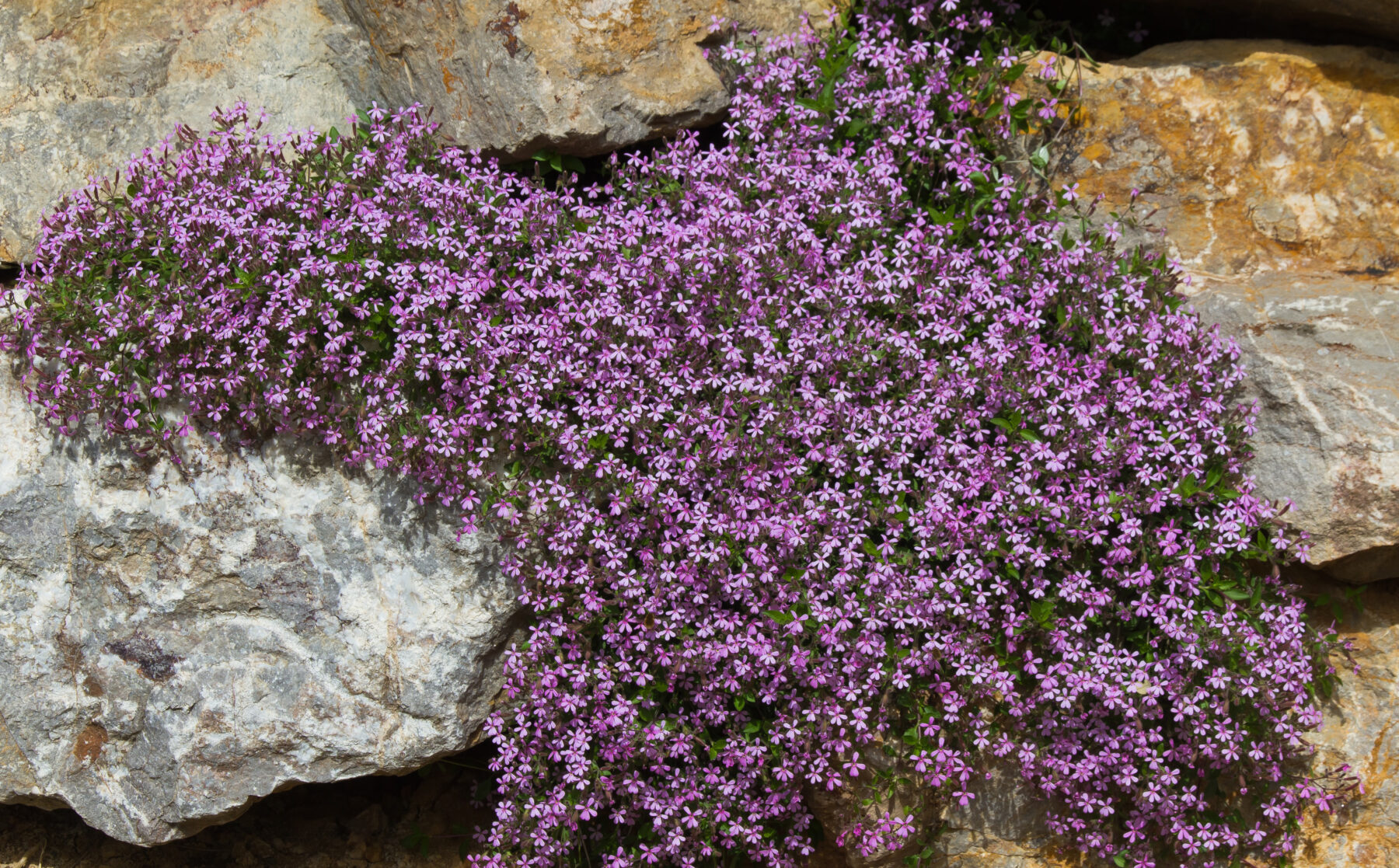 a photo of Rock Soapwort cascading down a rock.