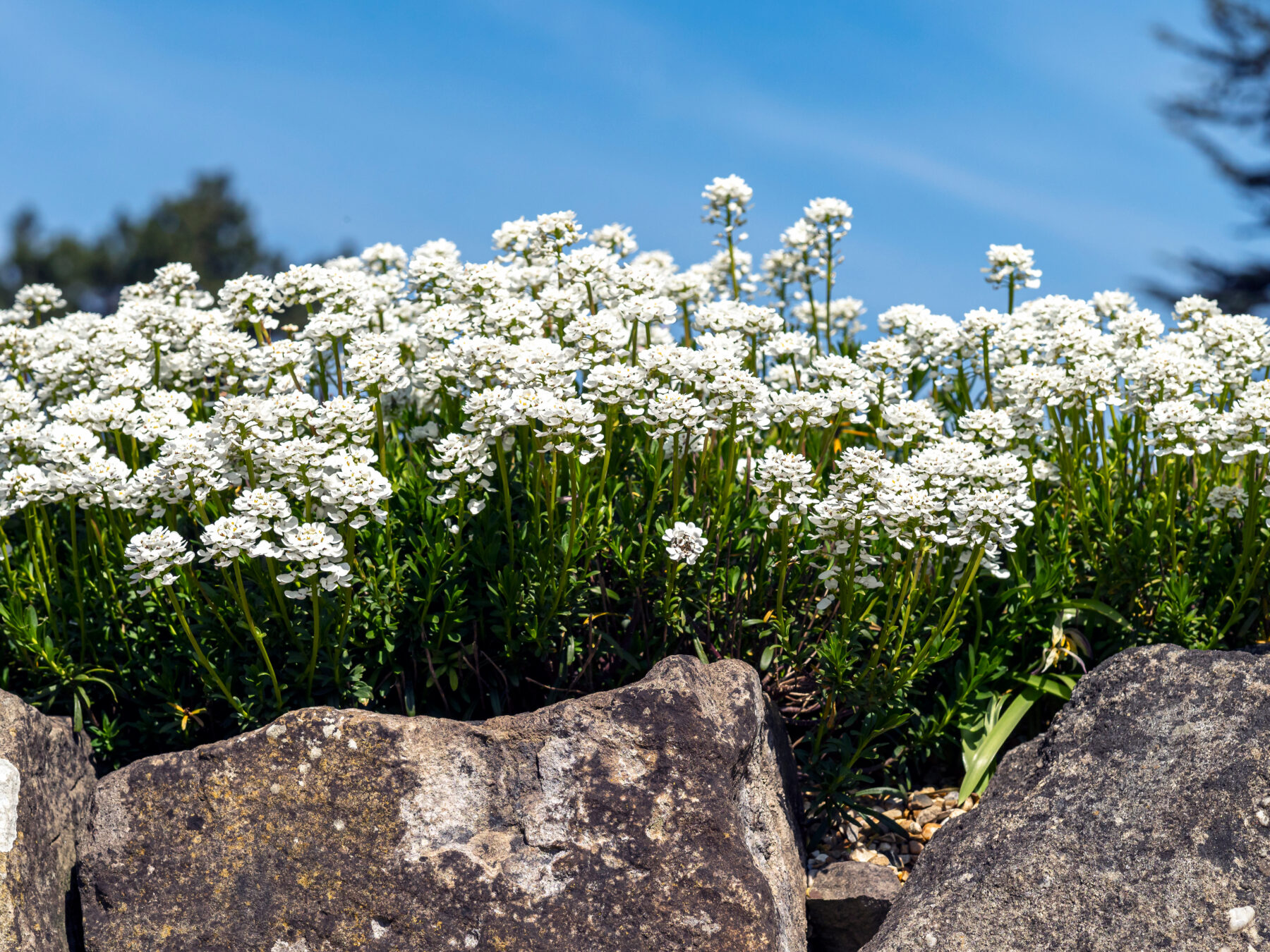 Evergreen candytuft, Iberis sempervirens, flowering in a rock garden with a blue sky