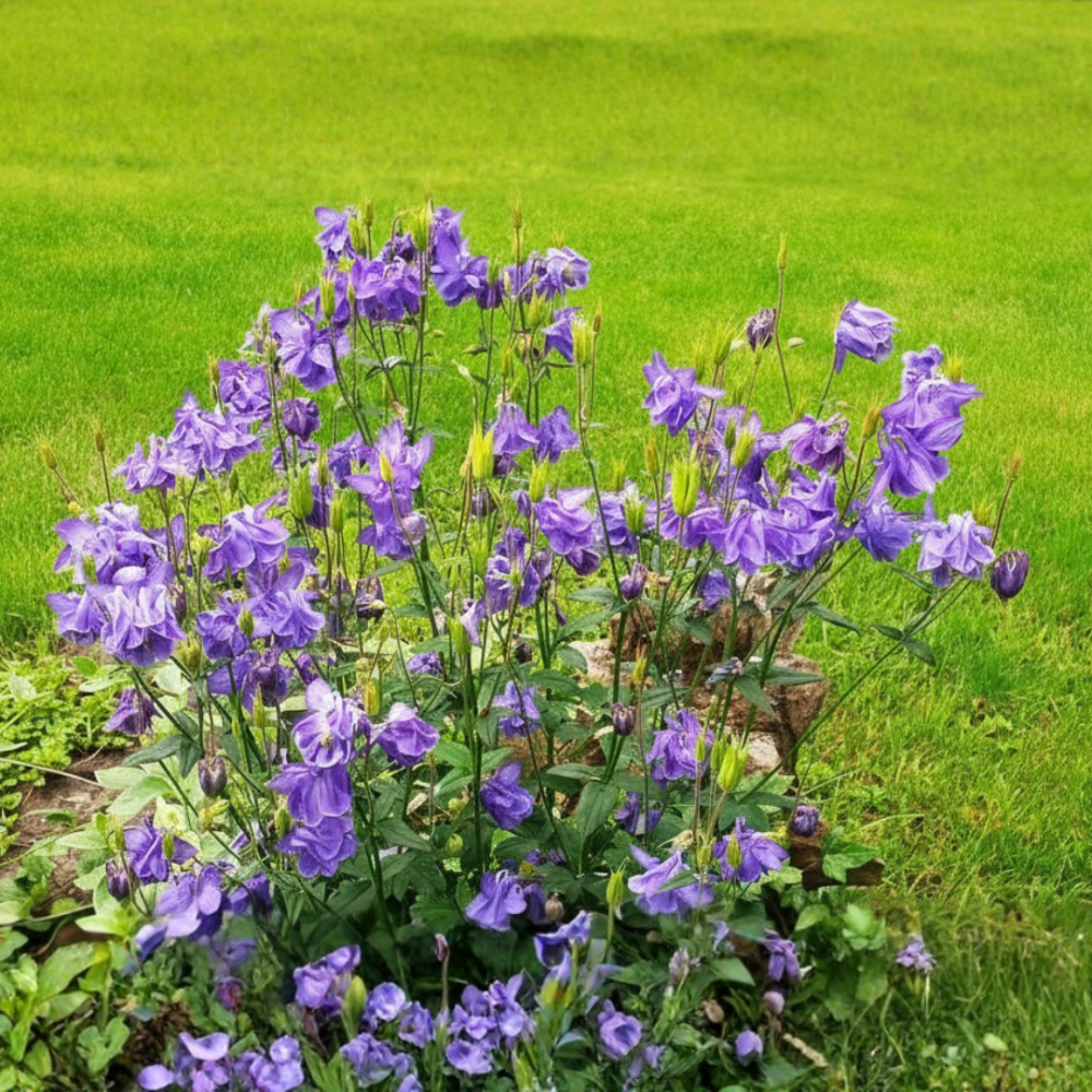 Columbine (aquilegia)