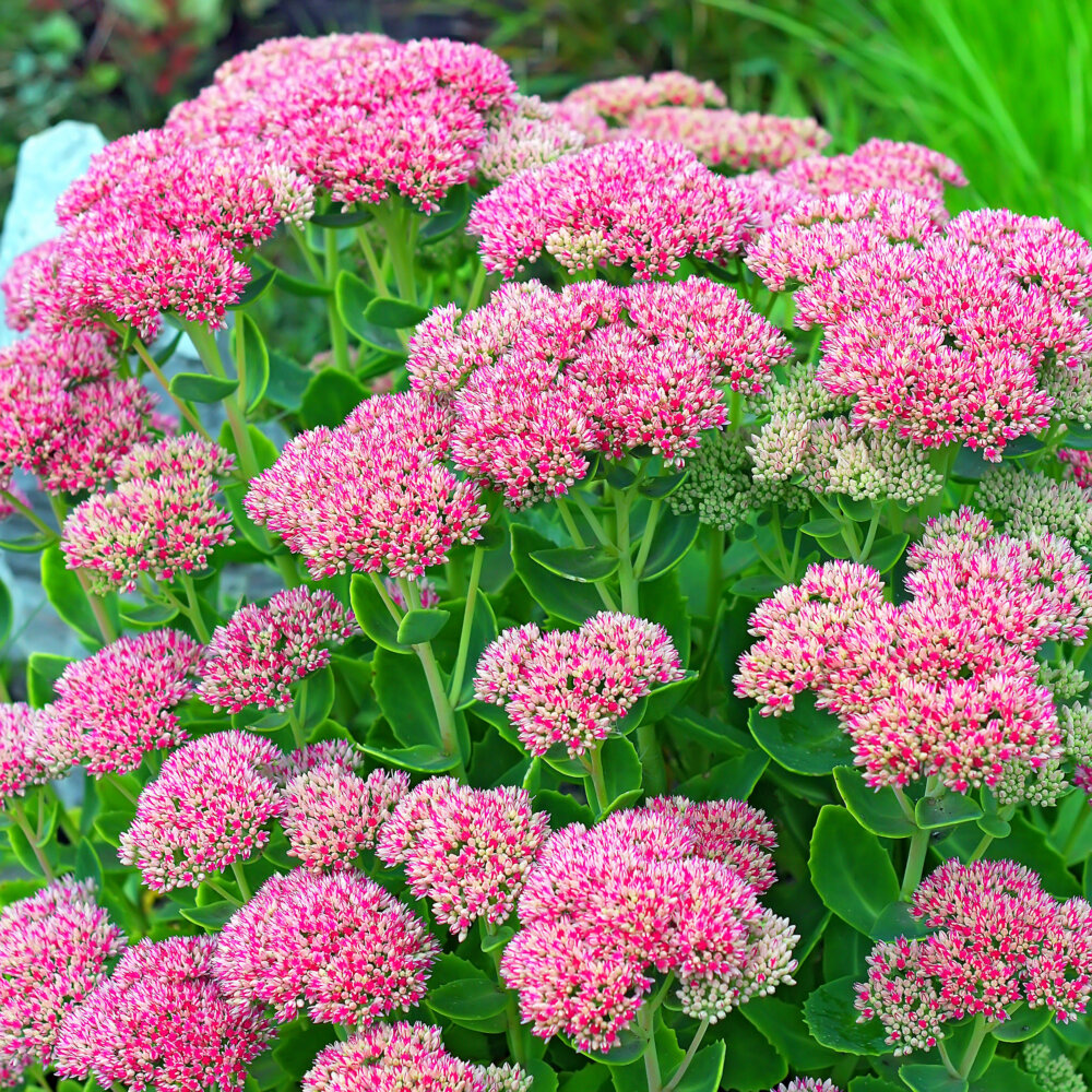 Showy stonecrop