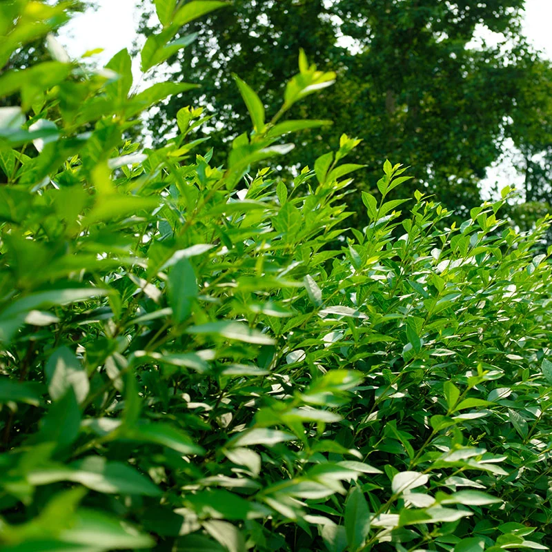 Straight Talk Privet | FireSmart BC